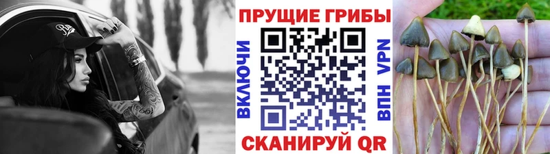 Галлюциногенные грибы Psilocybine cubensis  Крым 